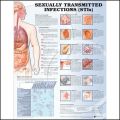 Sexually Transmitted Infections Anatomical Chart Sexually Transmitted Infections Anatomical Chart